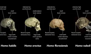 Skąd pochodzi człowiek? Fascynująca historia ewolucji Homo sapiens