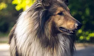 Pies Lassie: Dlaczego ta historia wciąż porusza widzów?