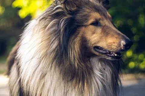 Pies Lassie: Dlaczego ta historia wciąż porusza widzów?