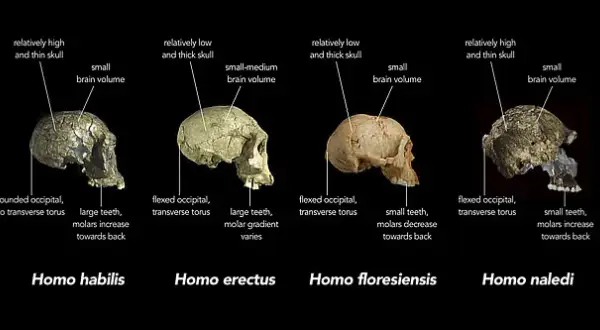 Skąd pochodzi człowiek? Fascynująca historia ewolucji Homo sapiens
